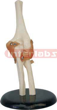 Elbow Joint